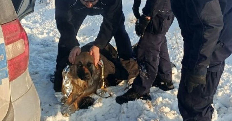 zdjęcie: Policjanci uratowali przymarzniętego psa przy drodze / fot. KPP w Przasnyszu