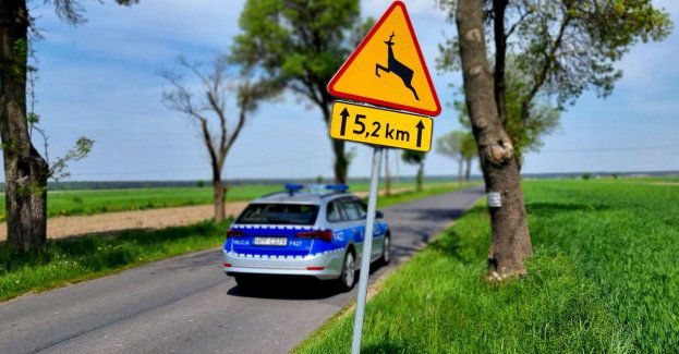 Kolizja drogowa z sarną