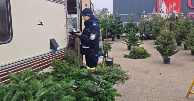 Policja kontroluje sprzedaż choinek w Grudziądzu