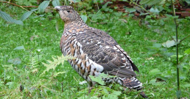 Głuszce z nadleśnictwa w Leżajsku trafiają do lasów w całej Polsce