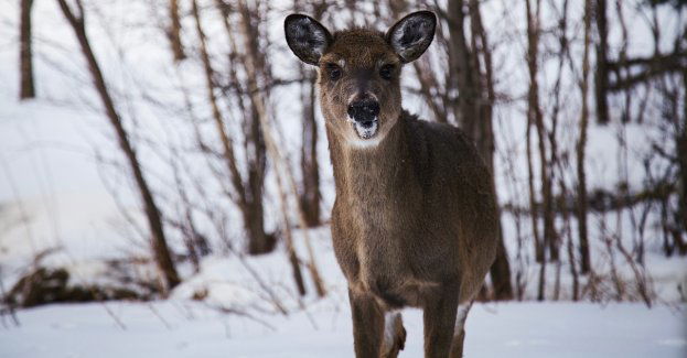 Strażacy uratowali jelenia, pod którym załamał się lód