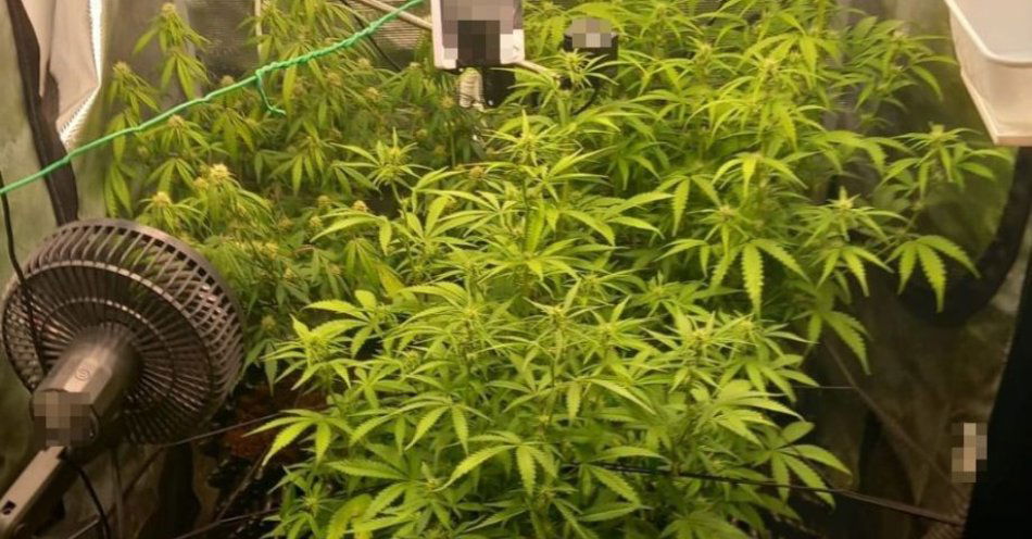 zdjęcie: W Puławach zabezpieczono dużą plantację marihuany / fot. KPP Puławy