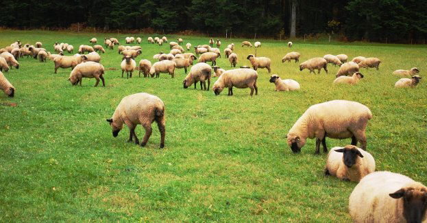 Bacowie uroczyście rozpoczęli sezon pasterski w Ludźmierzu