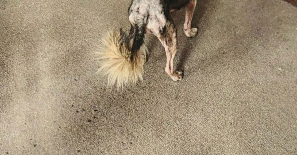 zdjęcie: Para z Jarocina odpowie za znęcanie się nad psem i kotem / fot. KPP Jarocin