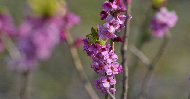 Pierwsze oznaki wiosny w Beskidach; zakwitł wawrzynek wilczełyko