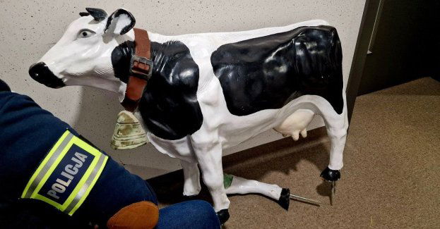 Po pijaku ukradł figurę krowy z firmy w Kaliszu