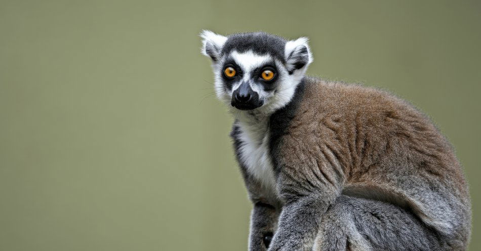 zdjęcie: Narodziny lemura wari w Śląskim ZOO / v53389047