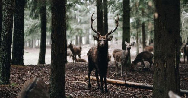 Kolejne zdarzenia ze zwierzyną leśną