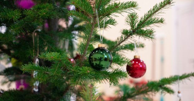 Co zrobić z choinką po świętach? Żywą można posadzić albo zrobić z niej nawóz do ogrodu