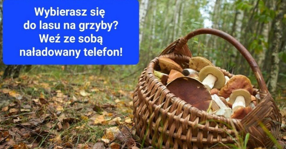 zdjęcie: Wybierasz się do lasu na grzyby? Koniecznie zabierz ze sobą telefon! / fot. KPP w Jaworze