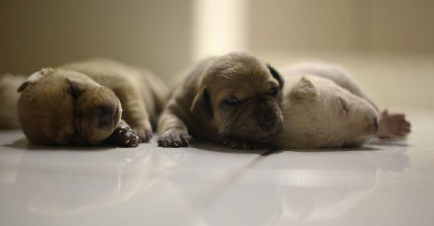 Winna zakopania żywcem trzech szczeniaków skazana na karę grzywny