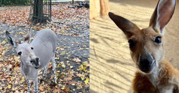 Zwierzak marca Warszawskiego ZOO: kangurzyca Stefcia czy oślica Zuzia?