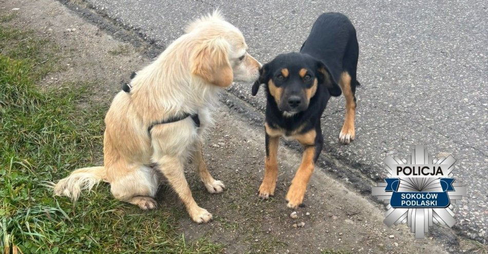 zdjęcie: Dzielnicowy uratował dwa błąkające się szczeniaki / fot. KPP w Sokołowie Podlaskim