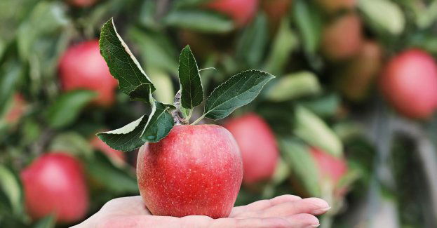 Wybory najpiękniejszej z Rept