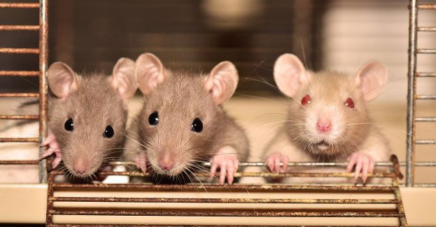 1 marca rozpoczyna się we Wrocławiu obowiązkowa deratyzacja