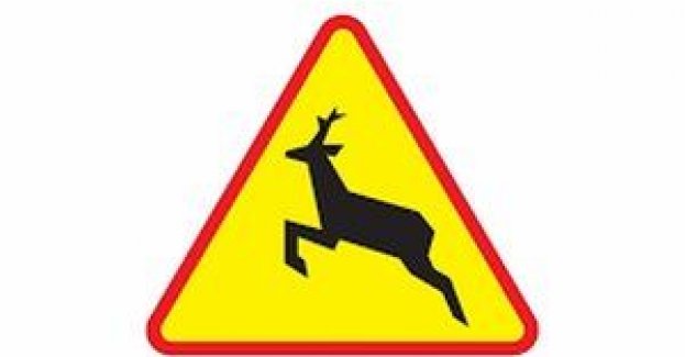 Uwaga! dzikie zwierzęta na drodze - zagrożenie większe niż myślisz!