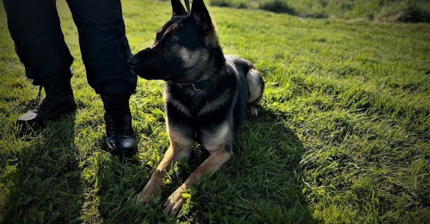 RADLER- policyjny pies wytropił zaginioną kobietę