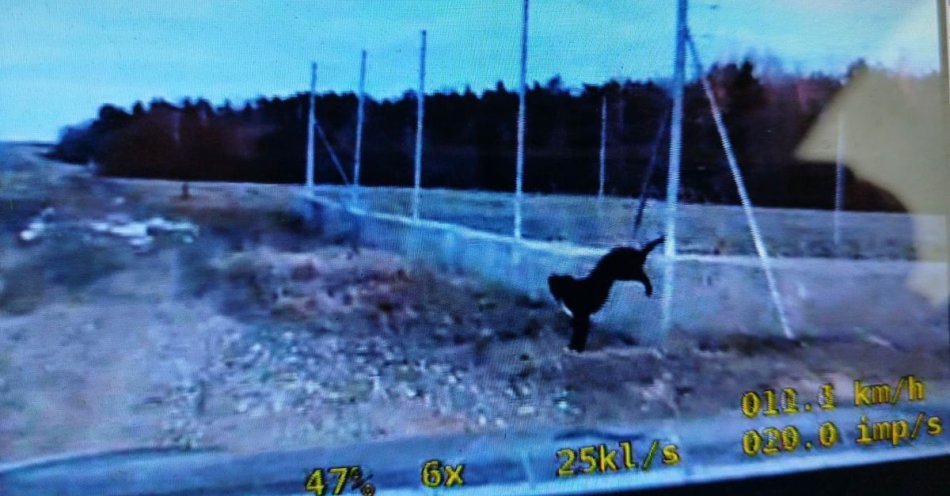 zdjęcie: Policjanci uratowali psa zaplątanego w ogrodzeniu przy S7 / fot. KPP w Mławie