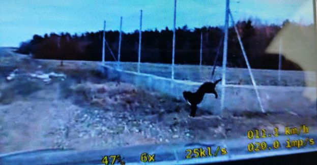 Policjanci uratowali psa zaplątanego w ogrodzeniu przy S7