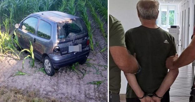 Wycieczkę pożyczonym autem zakończył w polu kukurydzy