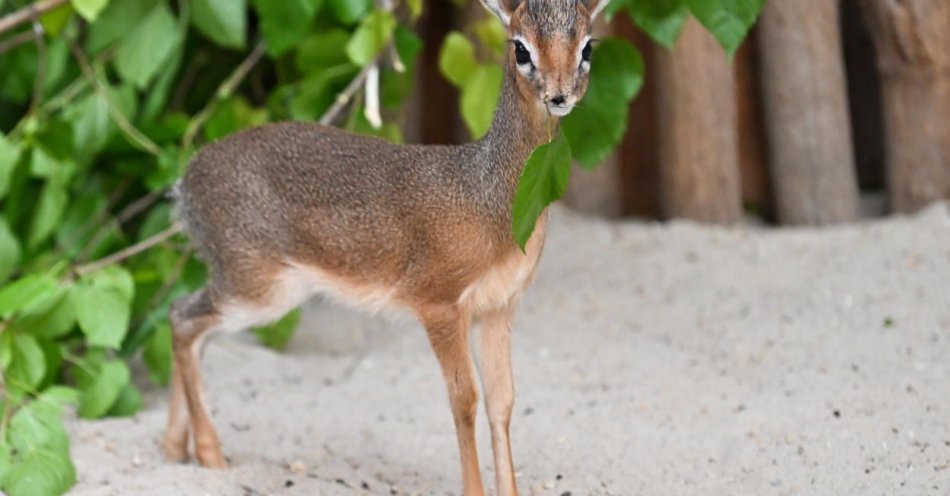 zdjęcie: We wrocławskim zoo urodził się dikdik - jedna z najmniejszych antylop świata / fot. PAP