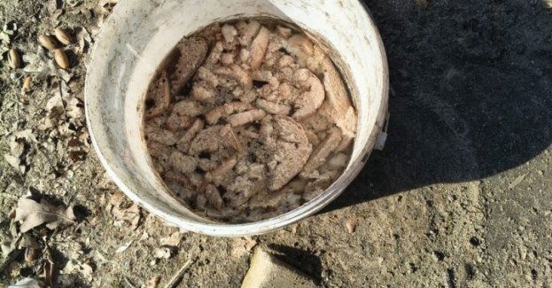 12 psów i kota uratowane ze złych warunków w powiecie stargardzkim