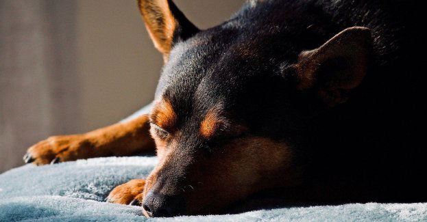 21-latek znęcał się nad psem; wcześniej wystawiono za nim list gończy