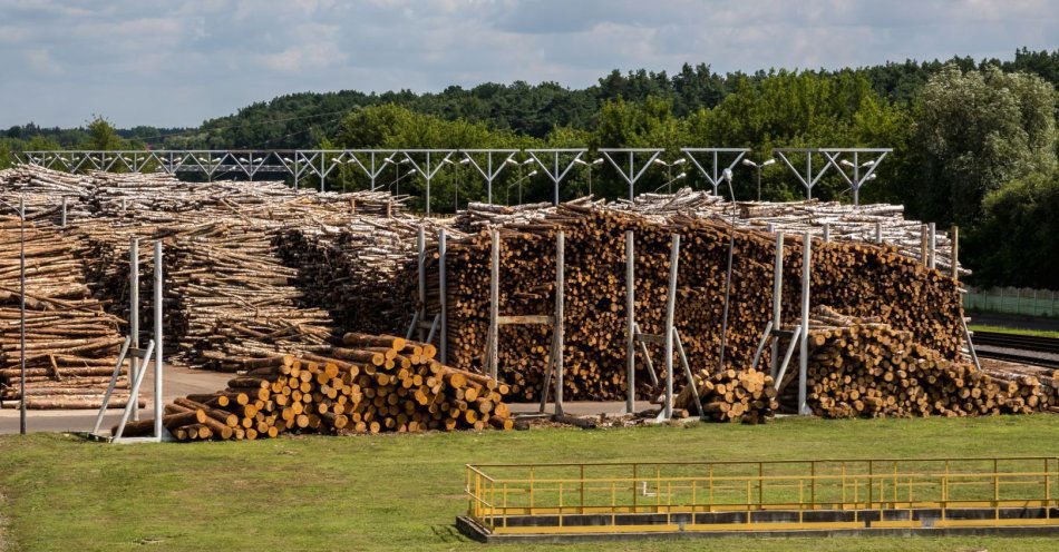 zdjęcie: Leśnicy planują sprzedać w tym roku niemal 1,94 mln m sześc. drewna / v10896376