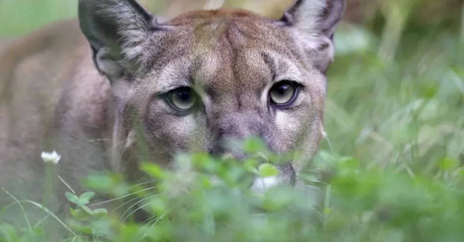 zdjęcie: Mazowieckie: w powiecie ciechanowskim zauważono pumę; władze apelują o niewchodzenie do lasów / Samiec kuguara (Puma concolor cougar) Tikam w swoim wybiegu w azylu dla dzikich zwierząt w Massweiler koło Pirmasens w Niemczech, 31 lipca 2023 r. Stacja azylu dla dzikich zwierząt „Tierart” jest jedyną tego typu placówką w Niemczech i zapewnia dużym kotom, które były przetrzymywane w nieodpowiednich warunkach w ogrodach zoologicznych, cyrkach lub prywatnych hodowlach, nowy, przyjazny dom. Ponadto opiekuje się także licznymi innymi dzikimi zwierzętami. EPA/RONALD WITTEK Dostawca: PAP/EPA.