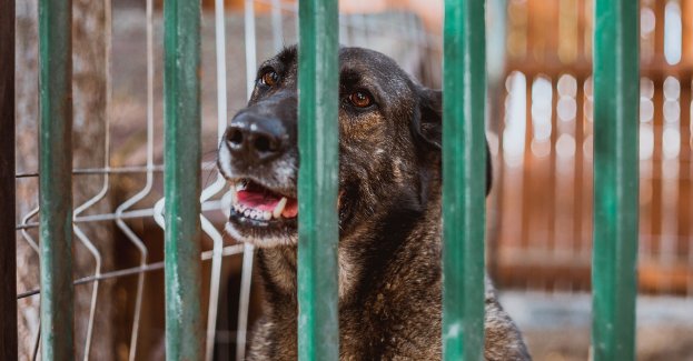 Banery wyborcze będą chronić zimą bezdomne zwierzęta