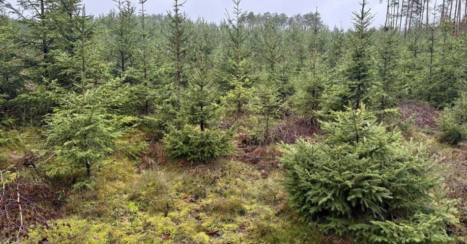 zdjęcie: Akcja Choinka 2025 Policja i Straż Leśna chronią lasy / fot. KPP Chodzież