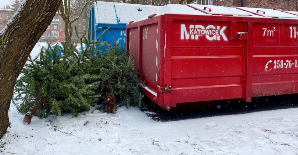 zdjęcie: Co zrobić z choinką po świętach? MPGK Katowice przypomina zasady odbioru drzewek / fot. nadesłane