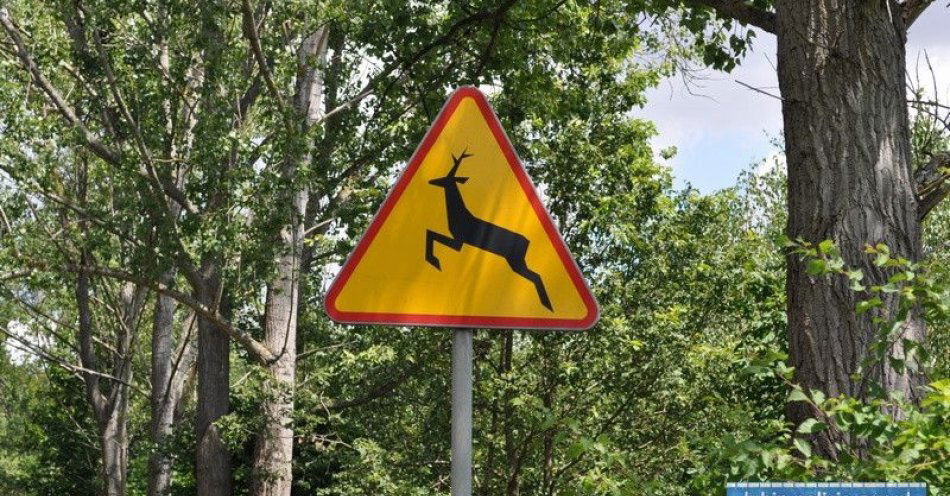 zdjęcie: Wiosna zwiększa ryzyko kolizji z dzikimi zwierzętami / fot. KPP w Lubinie