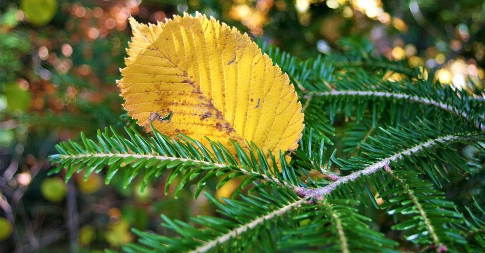 zdjęcie: Od poniedziałku koniec zimy, święta w jesiennej aurze, śnieg tylko na wschodzie i w górach / pixabay/2912539