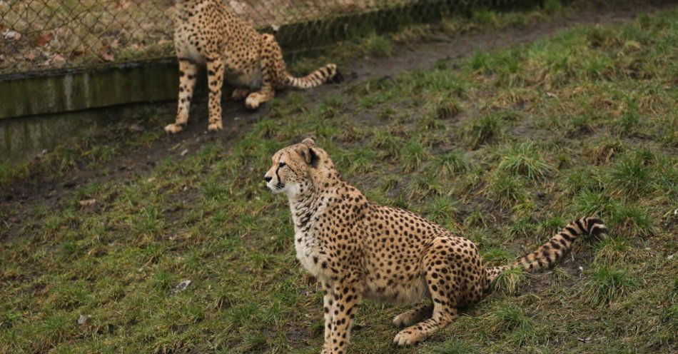 zdjęcie: Gepardzica Wilma z warszawskiego zoo wyjeżdża do Grecji / fot. PAP