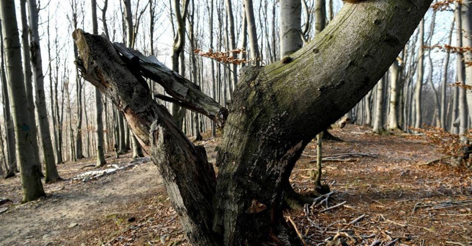 zdjęcie: Park w Żywcu zamknięty, przyrodnicy apelują, by nie wychodzić w góry / fot. PAP