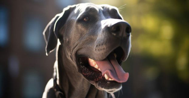 Akt oskarżenia ws. śmierci 7-latki, którą zagryzły psy