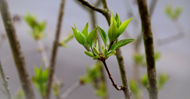 Z inicjatywy Caritas powstaje ogród społeczny dla osób bezdomnych; 10 tys. zł na zakup roślin przekazali leśnicy