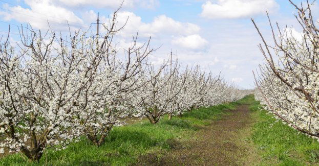 Dotychczasowe przymrozki w sadach prawdopodobnie nie wyrządziły wielkich szkód