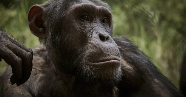 Dzikie afrykańskie naczelne mają w odchodach niemal 100 zanieczyszczeń chemicznych