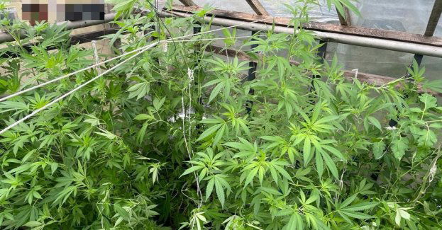 Półtorametrowe krzewy konopi zabezpieczone przez grudziądzkich kryminalnych.