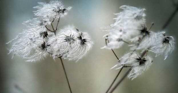 Ostrzeżenia pierwszego stopnia przed silnym wiatrem w części regionu