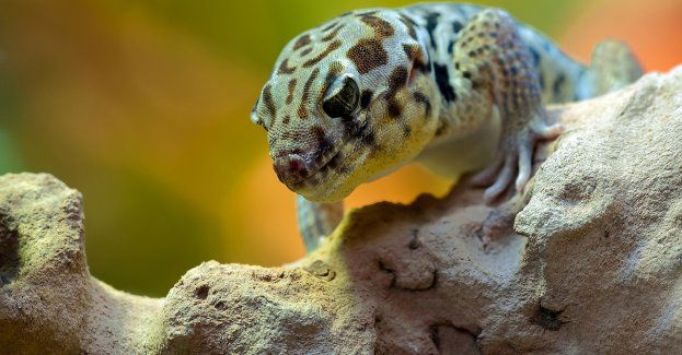 Gekon lamparci znaleziony w Miasteczku Wilanów