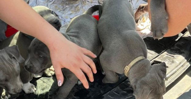 Namysłowscy policjanci uratowali 7 szczeniaków z rozgrzanego pojazdu