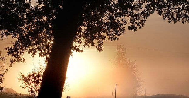 Samochód uderzył w drzewo, nie żyje kierowca