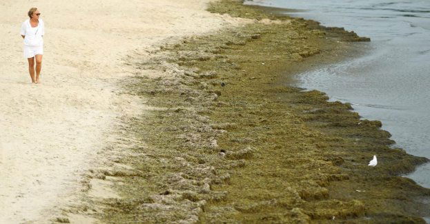 Trwają przygotowania do działania na wypadek pojawienia się zakwitów złotej algi