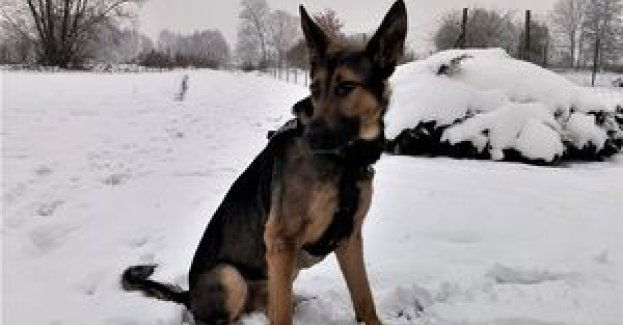 PIRS - policyjny pies wytropił zaginionego mężczyznę