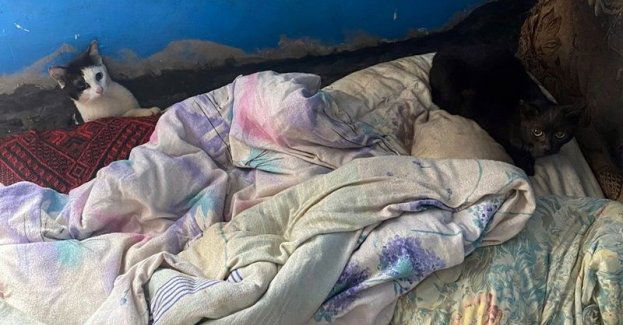 Polkowiccy policjanci zatrzymali właścicieli zaniedbywanych kotów