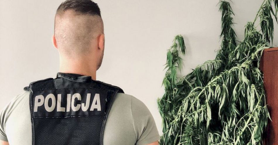 zdjęcie: Na działce uprawiał ziemniaki i… krzaki konopi indyjskich. Policjanci zatrzymali 31-letniego mężczyznę. / fot. KMP w Słupsku