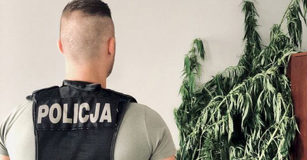 Na działce uprawiał ziemniaki i… krzaki konopi indyjskich. Policjanci zatrzymali 31-letniego mężczyznę.